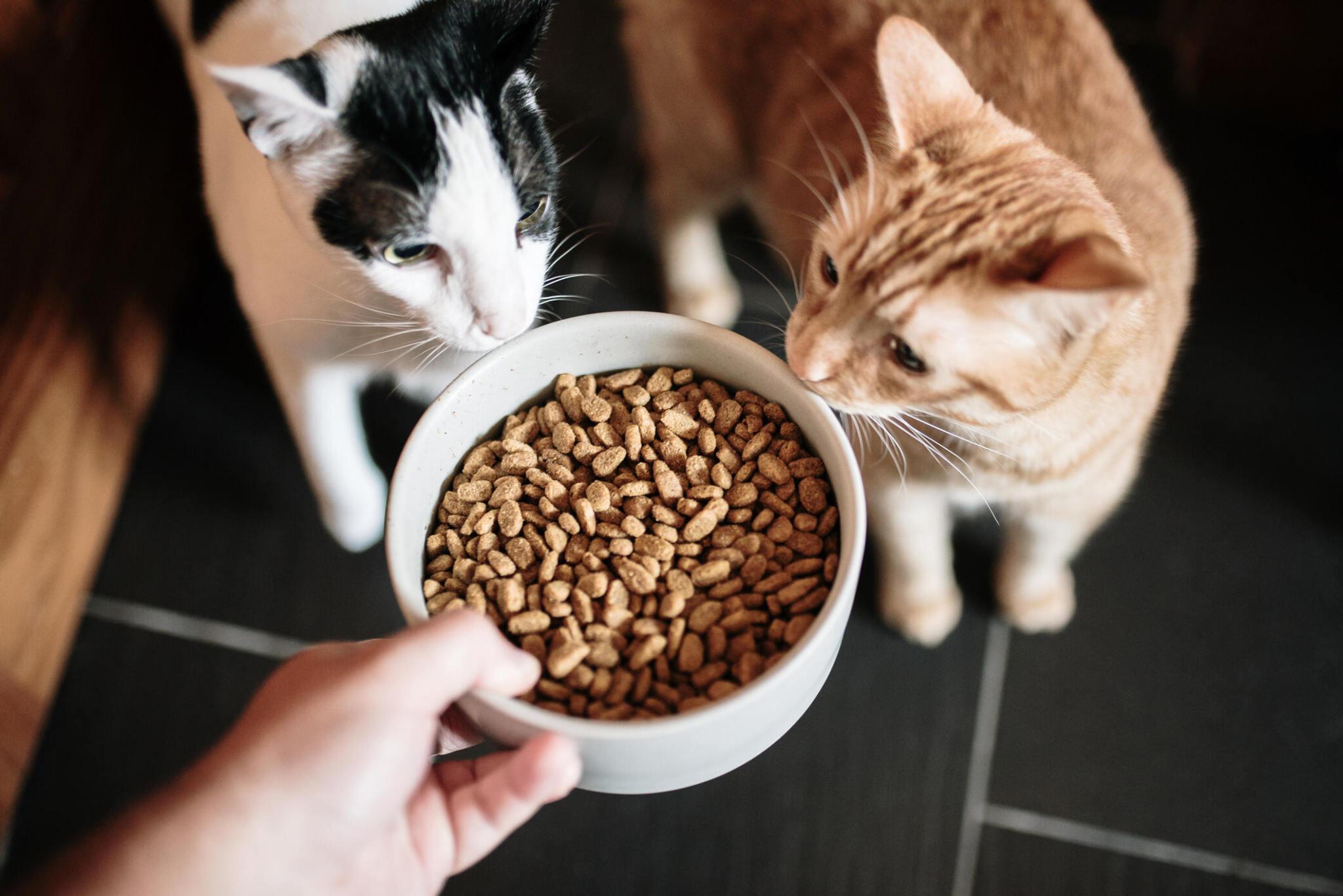 Nurturing Feline Wellness: A Deep Dive into Cat Nutrition Calculators